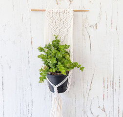 plant in pot with cotton macrame plant holder hanging on wood background © Aree