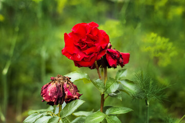 Red roses in a flower garden on farm or near house outside city. Beautiful buds and faded inflorescences of roses on background of green flower garden. Care and cultivation of roses and other plants