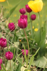 red tulips in garden