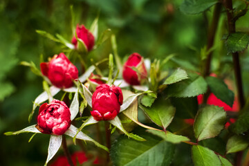 Garden red roses in a flower garden on farm or near house in city outside. Beautiful buds and large inflorescences of roses on background of green flower garden. Care and cultivation of plants