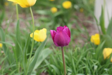 tulips in the garden