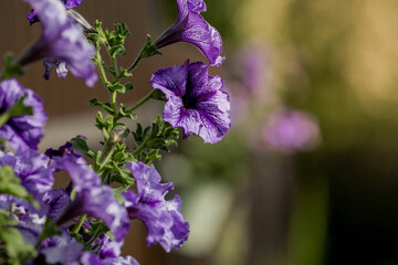 Flower iron pot with varieties of lilac petunia. Light veins on the flowers of petunia radiata. Flowers close-up with light from the sun.