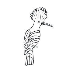 Vector hand drawn doodle sketch hoopoe bird isolated on white background © Sweta