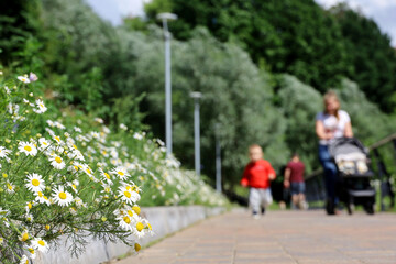 Obraz premium White daisy flowers in summer park. Defocused view to mother walking with baby pram