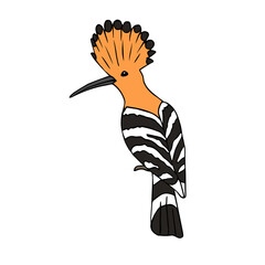Vector hand drawn doodle sketch colored hoopoe bird isolated on white background © Sweta