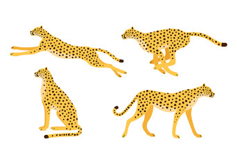 Vector set of flat hand drawn cheetah isolated on white background