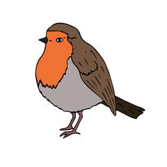Vector hand drawn doodle sketch colored robin redbreast bird isolated on white background