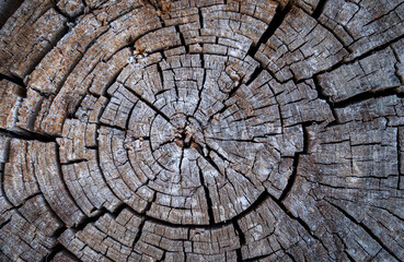 close up texture of cracked wood surface