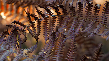 Macro de feuilles de fougère, sur un fond orangé, pendant le coucher du soleil