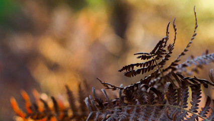 Macro de feuilles de fougère, sur un fond orangé, pendant le coucher du soleil