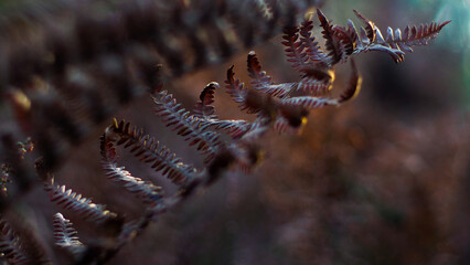 Macro de feuilles de fougère flétries, repliées sur elles-mêmes