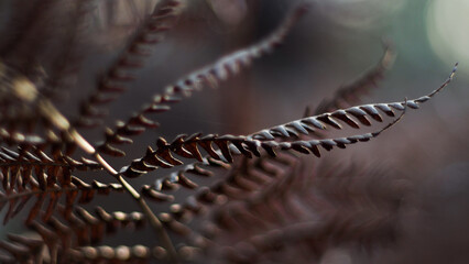 Macro de feuilles de fougère flétries, repliées sur elles-mêmes