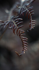 Macro de feuilles de fougère flétries, repliées sur elles-mêmes