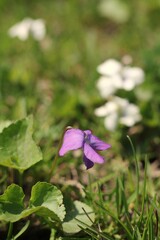 flowers in the garden
