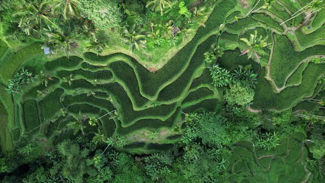 Photogenic pattern of rice paddy terraces on hill slope, top-down aerial panning shot of Tegallalang. Palm trees grow on top and bottom of ravine, lush tropical nature of Bali island upland