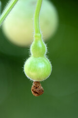 Bright green fruits of the bottle gourd have Began to grow up. まだ育ちはじめのかわいいヒョウタンの実。