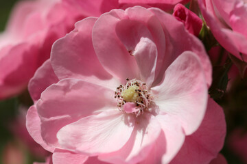 Fototapeta na wymiar Pale pink white China Rose full blooming flower head, under the sun.