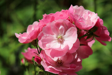 ピンクの野バラ。Pale pink white China Rose full blooming flower head, under the sun.