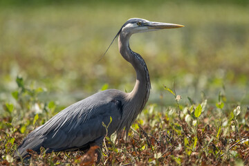 great blue heron