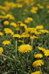 Fototapeta premium yellow dandelions on grass
