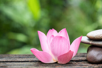 Pink lotus on nature background.