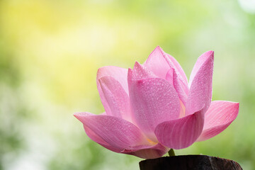 Pink lotus on nature background.