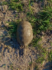 turtle on the ground