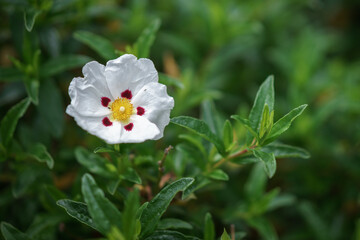 White Cistus, Lucitanica Decumbens,  flowering in an English garden