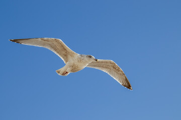 Common Gull in flight at Worthing
