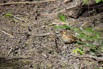 Baby Song Thrush, Turdus philomelos, waiting to be fed
