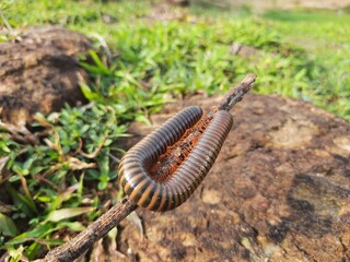 Millipede walking the field in rainy season. Red Millipedes. It is a spiral insect. It has many legs. These are known scientifically as the class Diplopoda. A  rain insects. 
