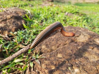 Millipede walking the field in rainy season. Red Millipedes. It is a spiral insect. It has many legs. These are known scientifically as the class Diplopoda. A  rain insects. 