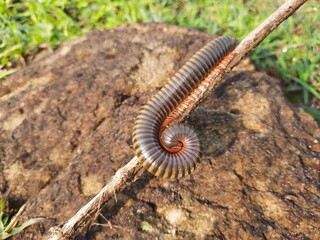 Millipede walking the field in rainy season. Red Millipedes. It is a spiral insect. It has many legs. These are known scientifically as the class Diplopoda. A  rain insects. 