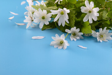 Bouquet of white snowdrops on a blue background. Copy space