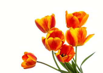 Bouquet of bright tulips isolated on white background. Copy space