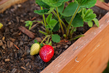Macro of strawberries grown in the vegetable garden. backyard organic berries. High-quality photo