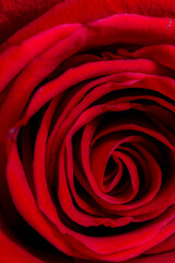 The heart of a red rose