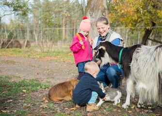 Naklejka na ściany i meble happy family - mother and children feed unusual domestic animals in the yard of the farm