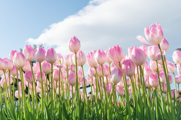 アイスチューリップ