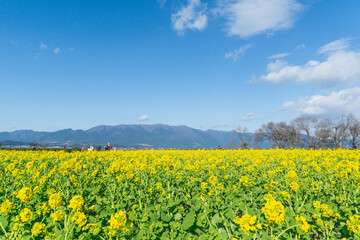 菜の花畑