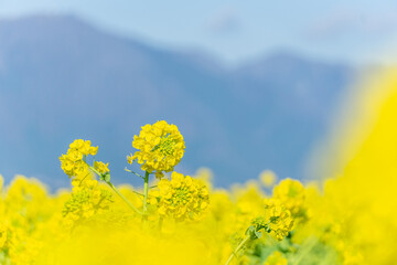 菜の花