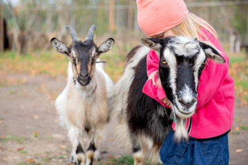 Little girl hugging goat,unusual pets,countryside life