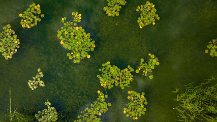 Obraz na płótnie Canvas lake with water lilies Nymphaea shot from above