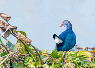 A purple Swamphen near a lake