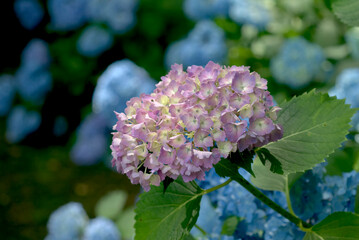 紫陽花