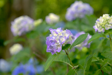 紫陽花
