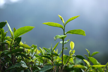 Obraz premium Fresh tea bud leaves.Tea plantations, darjeeling, West Bengal, India