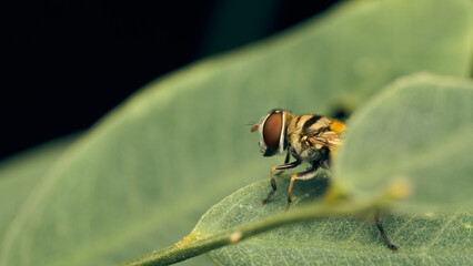 Details of a Yellow Hoverfly hidden in a green leaf