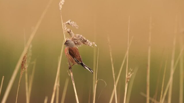A male Common Linnet (Linaria cannabina) sitting in the reed