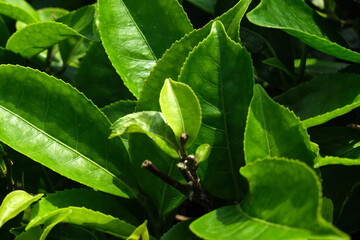 Fresh tea bud leaves.Tea plantations, darjeeling, West Bengal, India